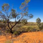 Waddi-Wheatbelt-Western