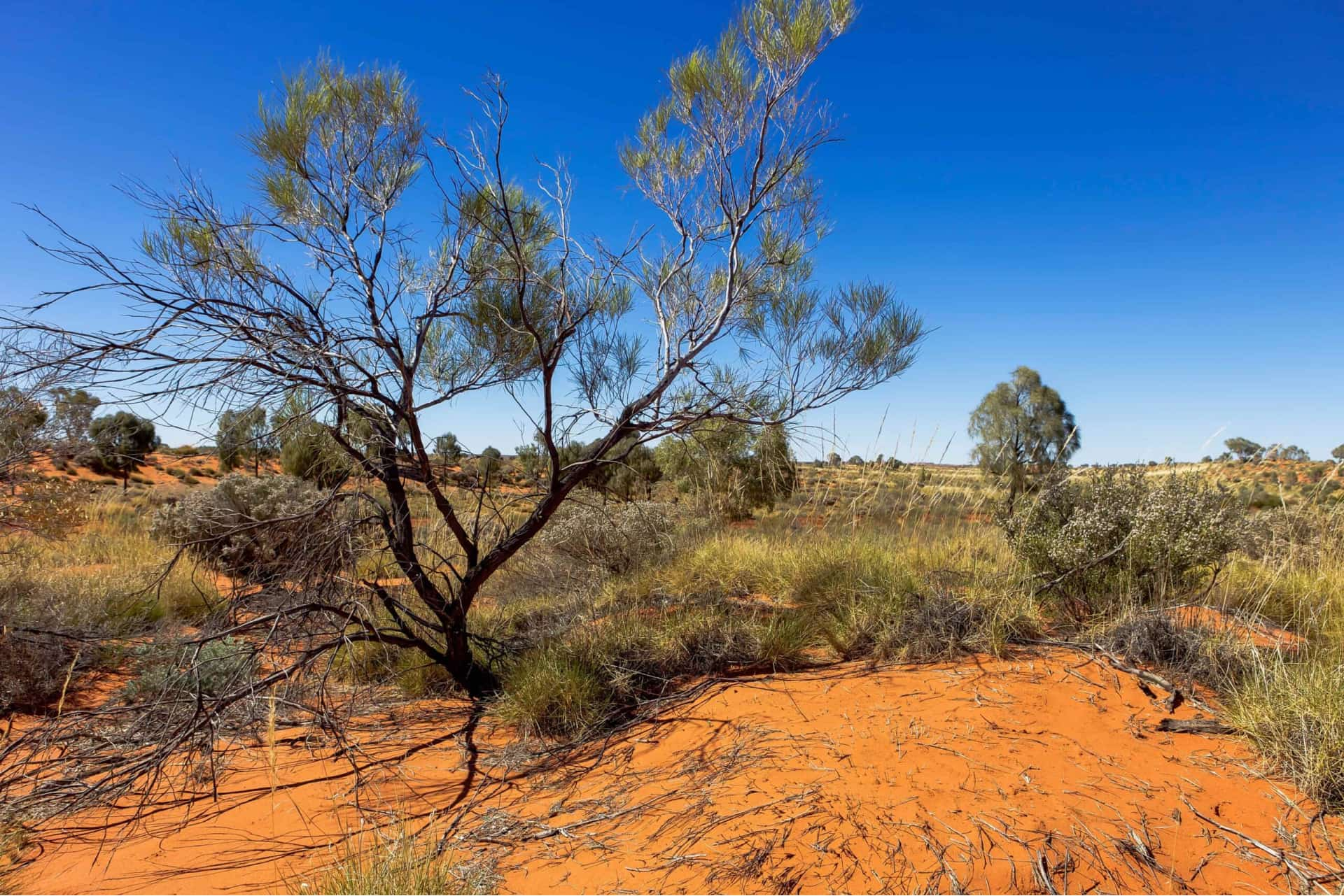 Waddi-Wheatbelt-Western