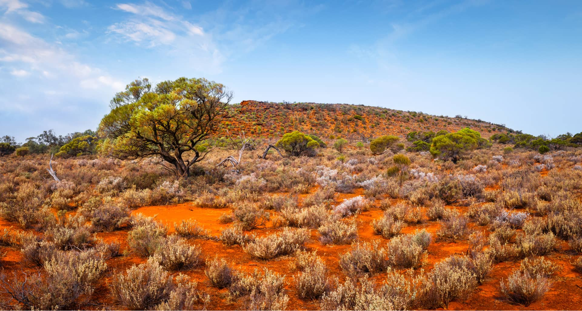 Nonowie - Whyalla 1